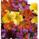 SALPIGLOSSIS SUPERBISSIMA