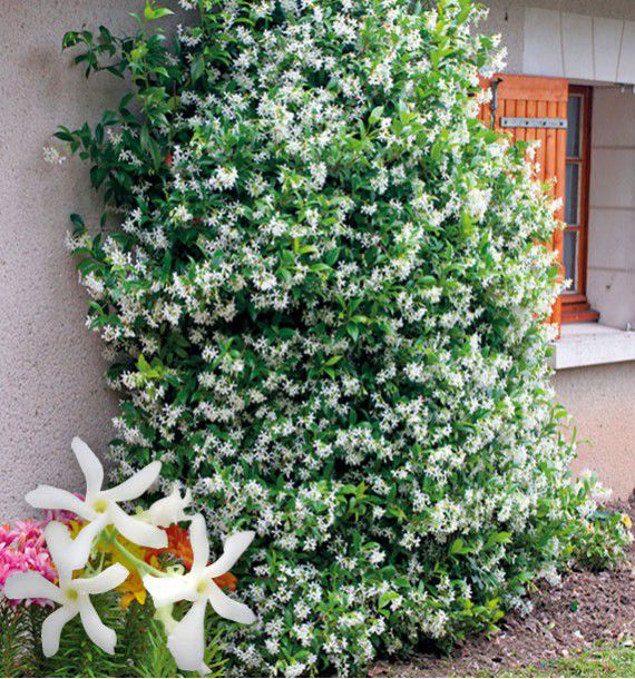 terre pour jasmin