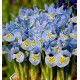 IRIS NAIN KATHARINA HODGKIN