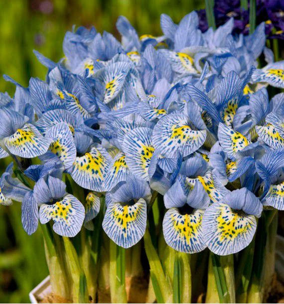 IRIS NAIN KATHARINA HODGKIN