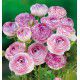 RENONCULES PINK PICOTEE