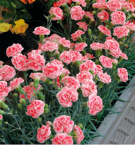 Oeillet Anglais Coral Reef Plante En Ligne Oeillet Anglais Coral Reef Plante En Ligne