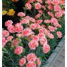 OEILLET ANGLAIS CORAL REEF