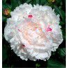 PIVOINE FESTIVA MAXIMA
