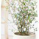SOPHORA JAPONICA LITTLE BABY