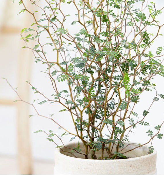 SOPHORA JAPONICA LITTLE BABY