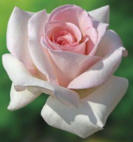 ROSIER BUISSON PRINCE JARDINIER® Meitroni