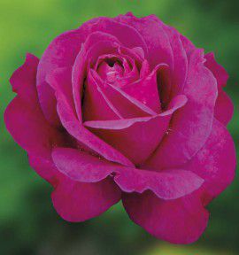 ROSIER BUISSON PAROLE® KORbilant