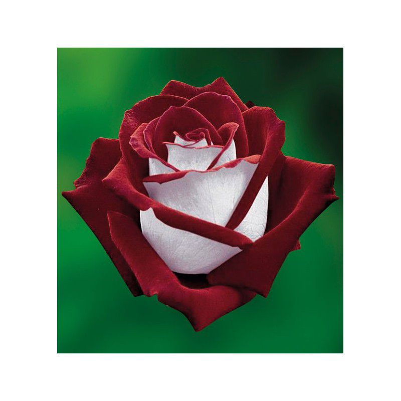 Rosier buisson Osiria Lot de 2