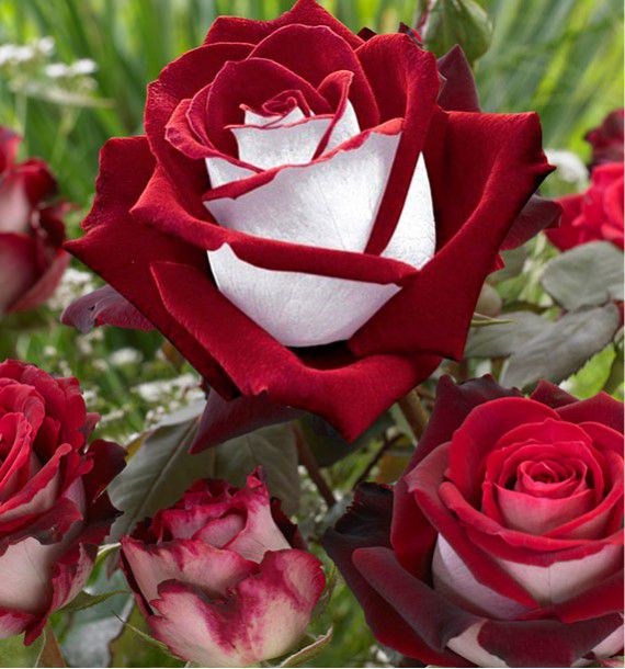 Rosier buisson Osiria Lot de 2