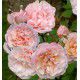 ROSIER ANCIEN IRENE WATTS