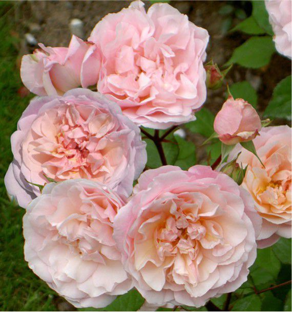 ROSIER ANCIEN IRENE WATTS
