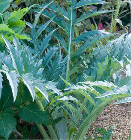 CARDON VERT VAULX EN VELIN