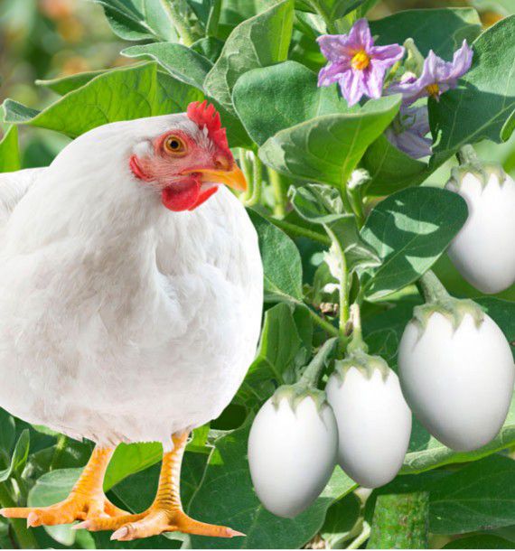 AUBERGINE BLANCHE RONDE A ŒUF