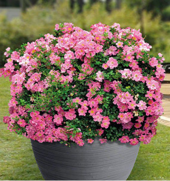 ROSIER MINIATURE INTROPI