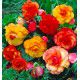 BEGONIA PICOTEE SANGRIA