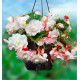 BEGONIA CASCADE ODORATA ANGELIQUE