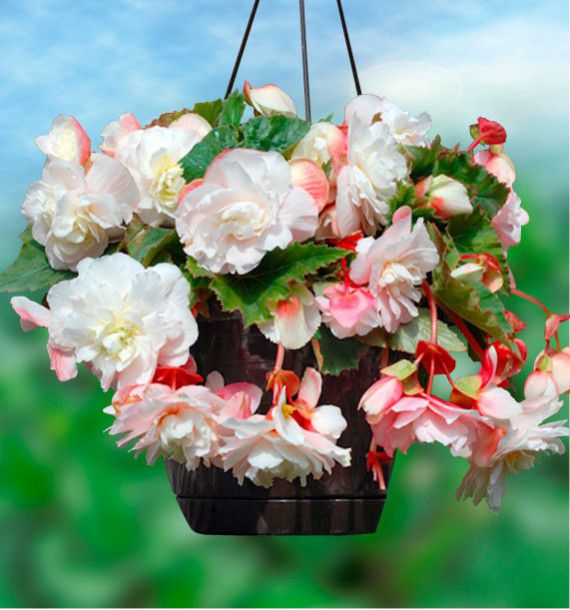 BEGONIA CASCADE ODORATA ANGELIQUE