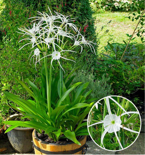 HYMENOCALLIS HARRISANA