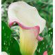 CALLA CRYSTAL BLUSH