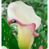 CALLA CRYSTAL BLUSH