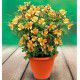 ALSTROEMERE DUCHESSE® MARIE