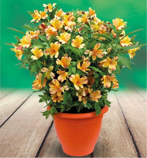 ALSTROEMERE DUCHESSE® MARIE