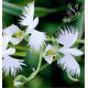  HABENARIA RADIATA