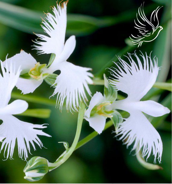 HABENARIA RADIATA, plante en ligne