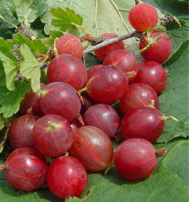 GROSEILLIER A MAQUEREAU CAPTIVATOR