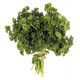 PERSIL FRISE VERT FONCE