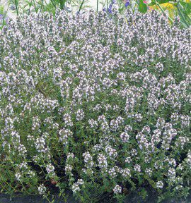 THYM OFFICINAL A PLANTER