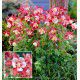  ANCOLIE CRIMSON STAR