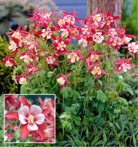  ANCOLIE CRIMSON STAR