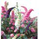 BUDDLEIA TRICOLORE