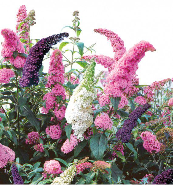 BUDDLEIA TRICOLORE