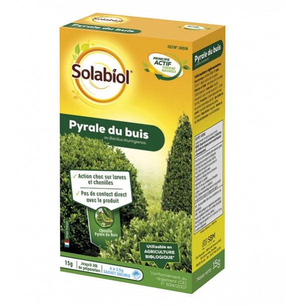 PYRALE DU BUIS
