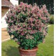 FUCHSIA JUBILÉE