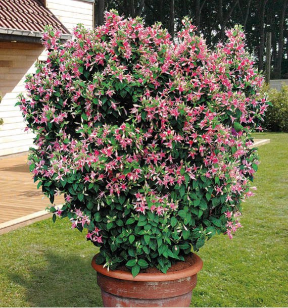 FUCHSIA JUBILÉE