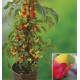 IMPATIENS BEC DE PERROQUET NIAM-NIAM