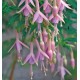 FUCHSIA WHITEKNIGHT’S PEARL