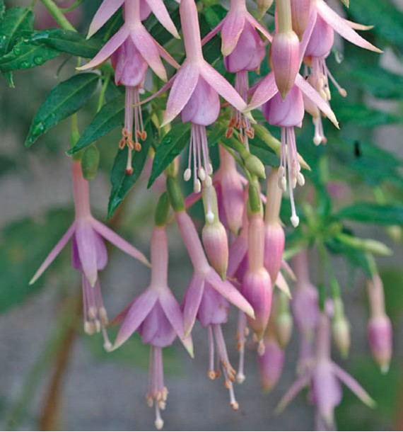FUCHSIA WHITEKNIGHT’S PEARL