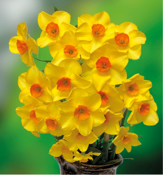 Narcisse jonquille martinette