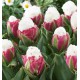 TULIPE A FLEURS DE PIVOINES ICE CREAM