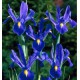 IRIS DE HOLLANDE BLUE STAR