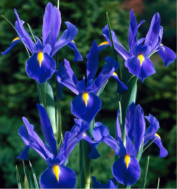 IRIS DE HOLLANDE BLUE STAR