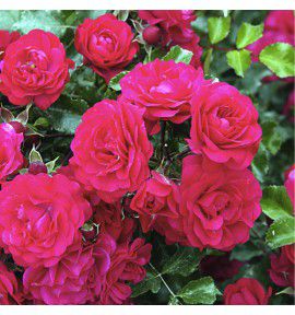 ROSIER COUVRE-SOL THE FAIRY ROUGE