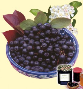 ARONIA VIKING
