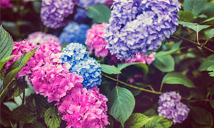 hortensia