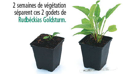 plante petite